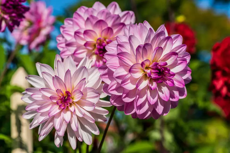 How to Care for Dahlias Indoors and Outdoors for Stunning Results