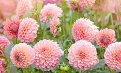 How Long Do Dahlias Bloom? Tips to Extend Their Stunning Color