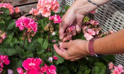 How to Deadhead Impatiens for Continuous and Healthy Growth