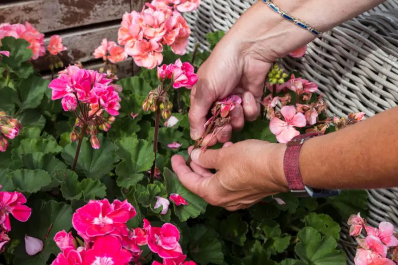How to Deadhead Impatiens for Continuous and Healthy Growth