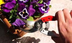 How to Deadhead Pansies for Continuous Blooms All Season Long