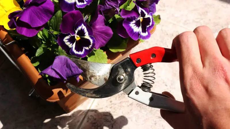 How to Deadhead Pansies for Continuous Blooms All Season Long