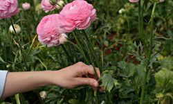 How to Deadhead Ranunculus: Expert Tips for Extended Blooming
