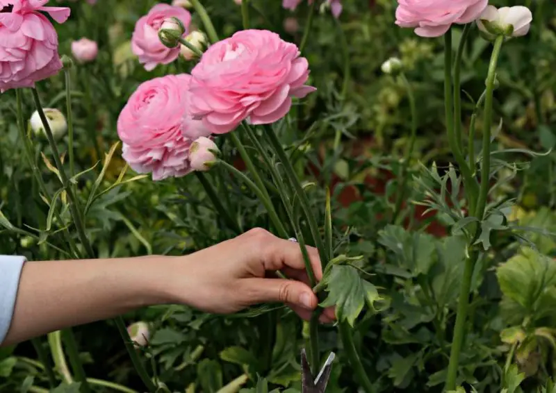 How to Deadhead Ranunculus: Expert Tips for Extended Blooming