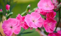 How to Grow Dianthus: Expert Tips for Beautiful Blooms All Season