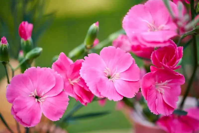 How to Grow Dianthus: Expert Tips for Beautiful Blooms All Season