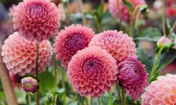 When Do Dahlias Bloom? Expert Growing Tips for Stunning Results
