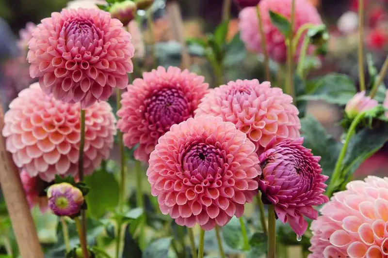 When Do Dahlias Bloom? Expert Growing Tips for Stunning Results
