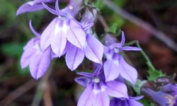 When Do Downy Lobelia Bloom: Tips to Enjoy Their Vibrant Color