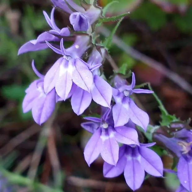 When Do Downy Lobelia Bloom: Tips to Enjoy Their Vibrant Color