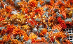 How to Dry Calendula Flowers Fast Without Losing Color or Scent