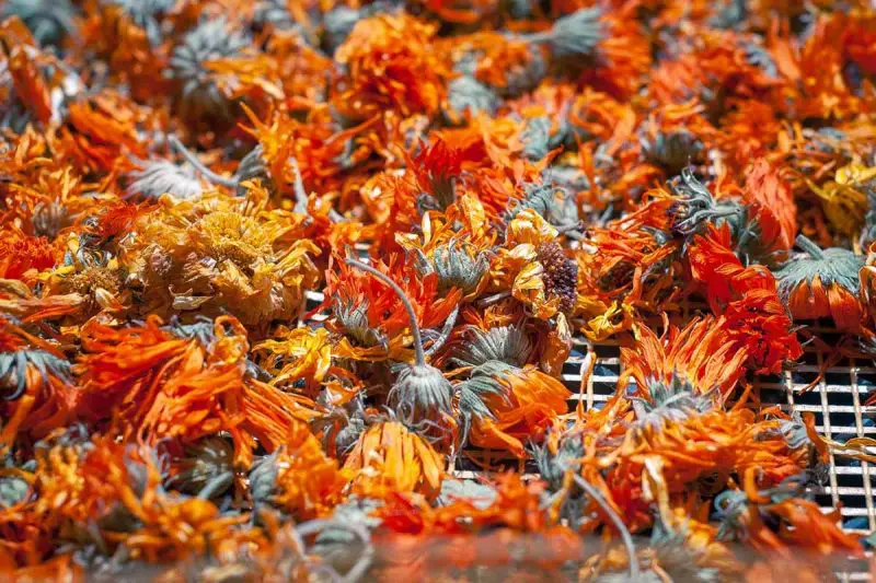 How to Dry Calendula Flowers Fast Without Losing Color or Scent