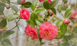 When to Fertilize Camellias: Expert Tips for More Vibrant Flowers
