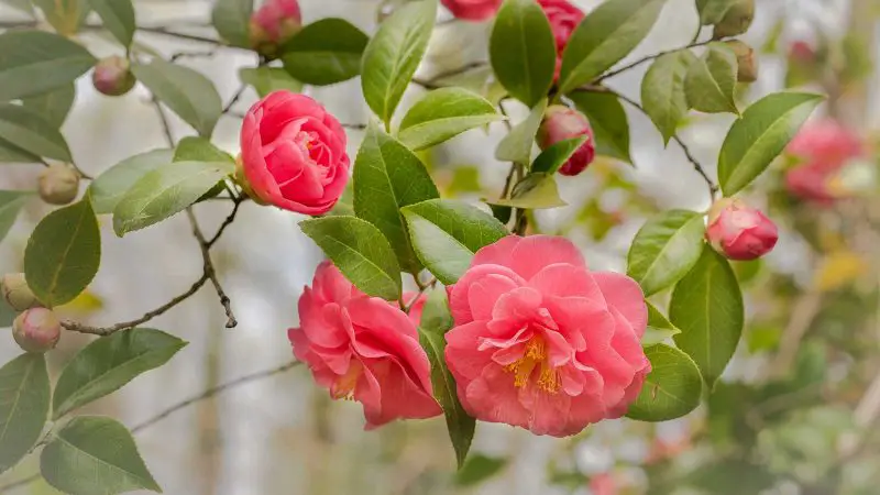 When to Fertilize Camellias: Expert Tips for More Vibrant Flowers