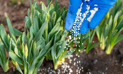 When to Fertilize Daffodils: The Perfect Timing for Bigger Blooms