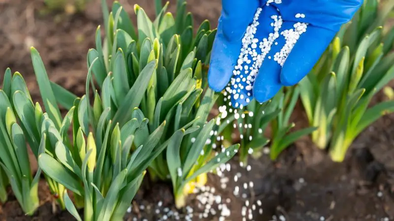 When to Fertilize Daffodils: The Perfect Timing for Bigger Blooms