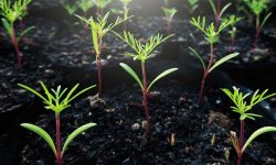How to Germinate Cosmos Seeds Easily and Get Blooms Sooner