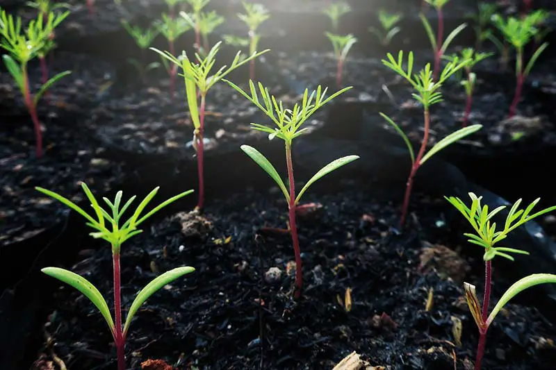 How to Germinate Cosmos Seeds Easily and Get Blooms Sooner