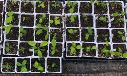 How to Germinate Hibiscus Seeds Fast and Successfully at Home