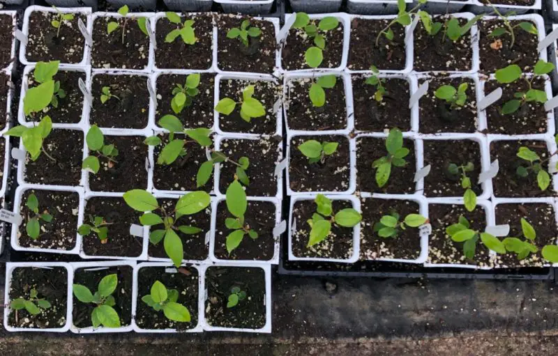 How to Germinate Hibiscus Seeds Fast and Successfully at Home