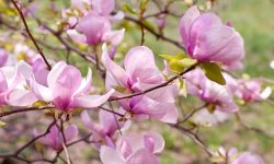 How to Care for a Magnolia Tree: Expert Tips for Stunning Blooms