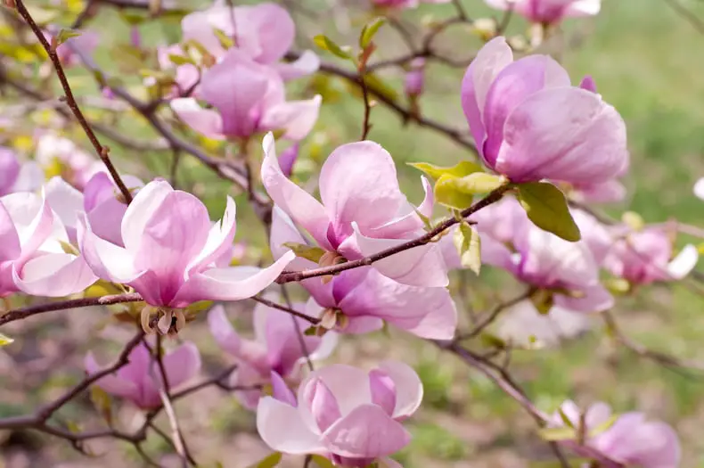 How to Germinate Magnolia Seeds for Beautiful Blooms All Year 