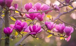 How to Germinate Magnolia Seeds for Beautiful Blooms All Year