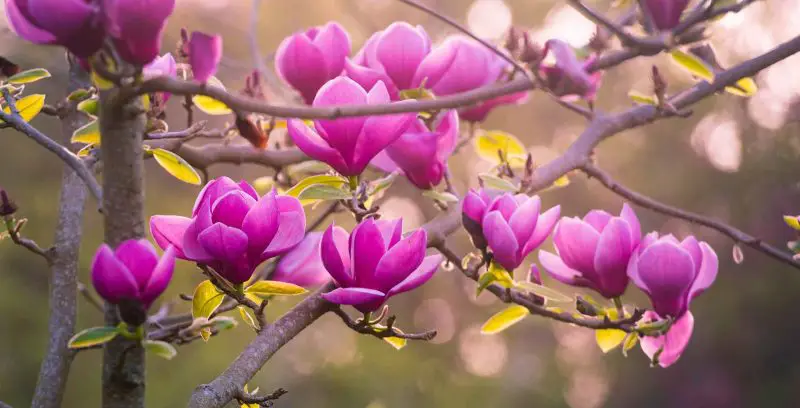 How to Germinate Magnolia Seeds for Beautiful Blooms All Year