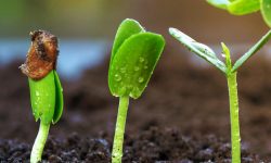 How to Germinate Petunia Seeds Fast : Tips for Maximum Growth