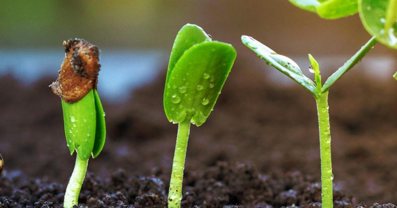 How to Germinate Petunia Seeds Fast : Tips for Maximum Growth