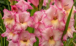 How Long Do Gladiolus Bloom? Tips to Extend Beautiful Display