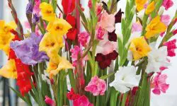 How to Care for Gladiolus: Essential Tips to Keep Them Blooming