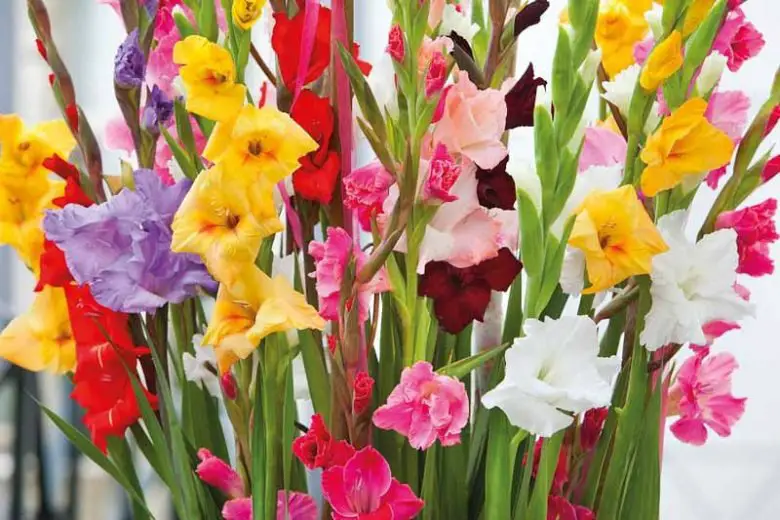Discover how to care for gladiolus with expert tips on watering, sunlight, feeding, and seasonal care to keep them blooming beautifully.
