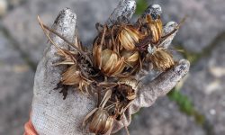 How to Harvest Dahlia Seeds: Guide to Grow Unique New Varieties