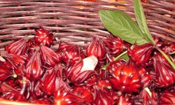 How to Harvest Hibiscus for Tea and Dry It Naturally for Storage