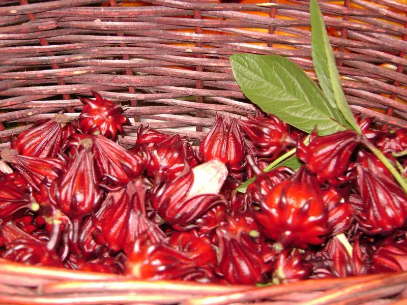 How to Harvest Hibiscus for Tea and Dry It Naturally for Storage