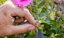 How to Harvest Petunia Seeds: Simple Steps for Endless Blooms