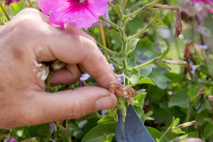 How to Harvest Petunia Seeds: Simple Steps for Endless Blooms