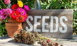 How to Harvest Zinnia Seeds and Store Them for Future Planting