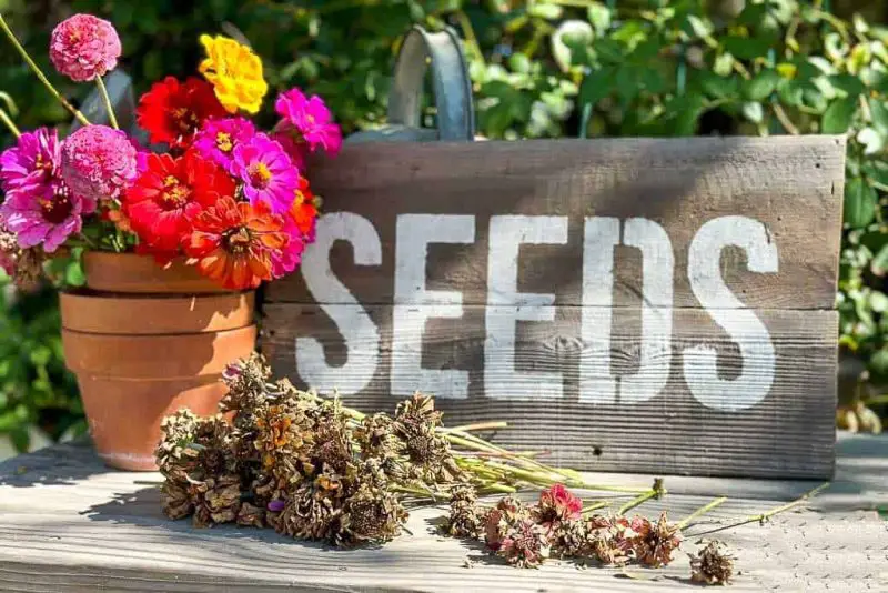 How to Harvest Zinnia Seeds and Store Them for Future Planting