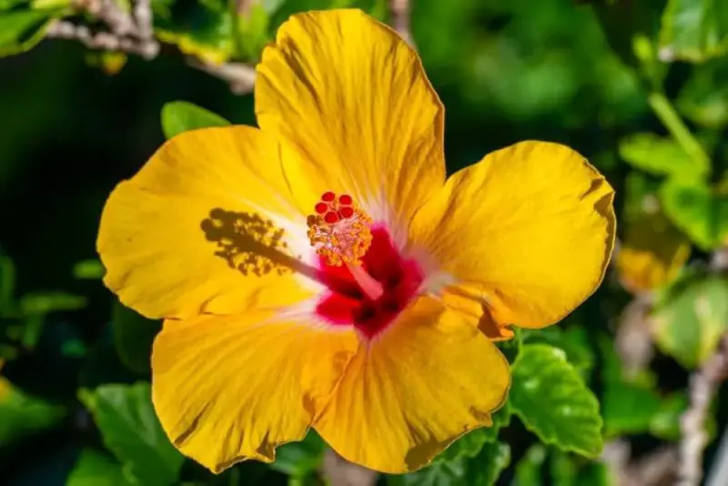 How Much Sun Does a Hibiscus Need for Best Growth and Blooms