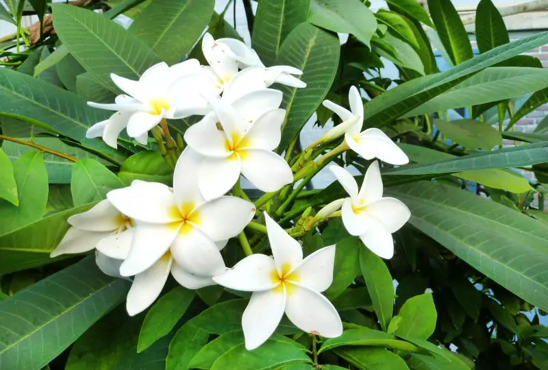 How Often to Water Plumeria: Complete Guide for Vibrant Blooms