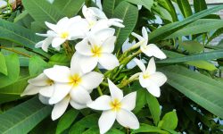 How Often to Water Plumeria: Complete Guide for Vibrant Blooms