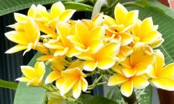 How to Transplant Plumeria: Guide for Healthy and Thriving Plants