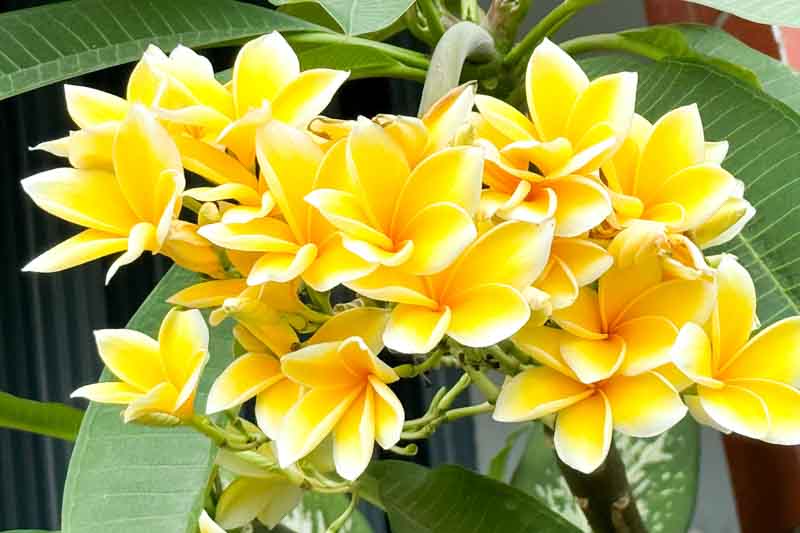 How to Transplant Plumeria: Guide for Healthy and Thriving Plants