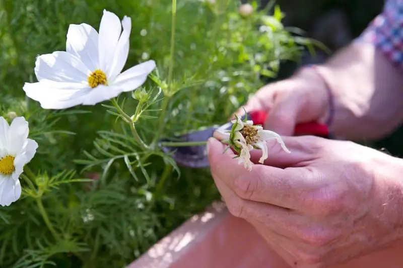 How to Deadhead Cosmos for More Flowers and Healthier Plants