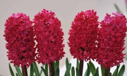 When to Plant Hyacinth Bulbs for the Most Fragrant Spring Blooms