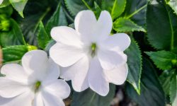 How Much Sun Do Impatiens Need: Light Guide for Healthy Blooms