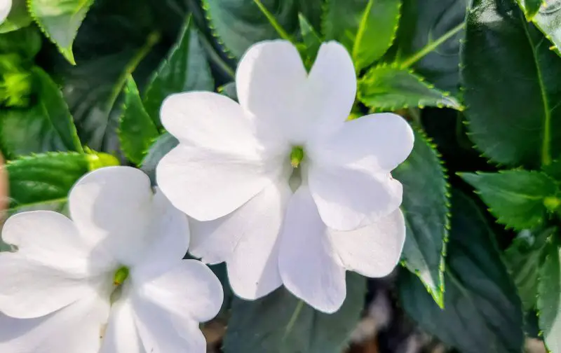 How Much Sun Do Impatiens Need: Light Guide for Healthy Blooms