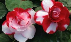 How Long Do Impatiens Last? Secrets for Extended Garden Color